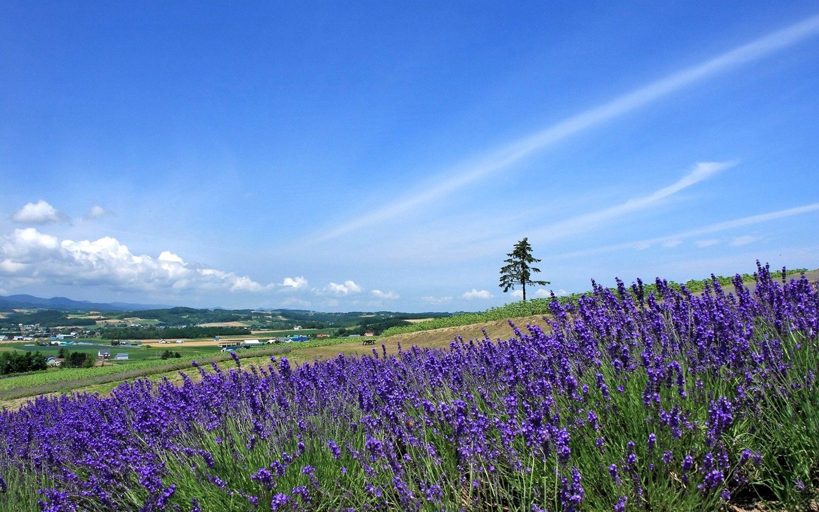 lavender, field, slope, tree, sky, horizon