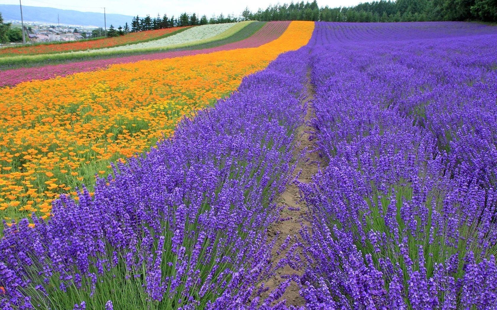 lavender, field, flowers, trees, rows