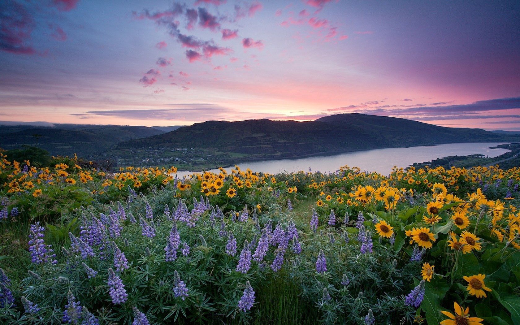 upins, sunflowers, flowers, fields, mountains, water, sky, nature