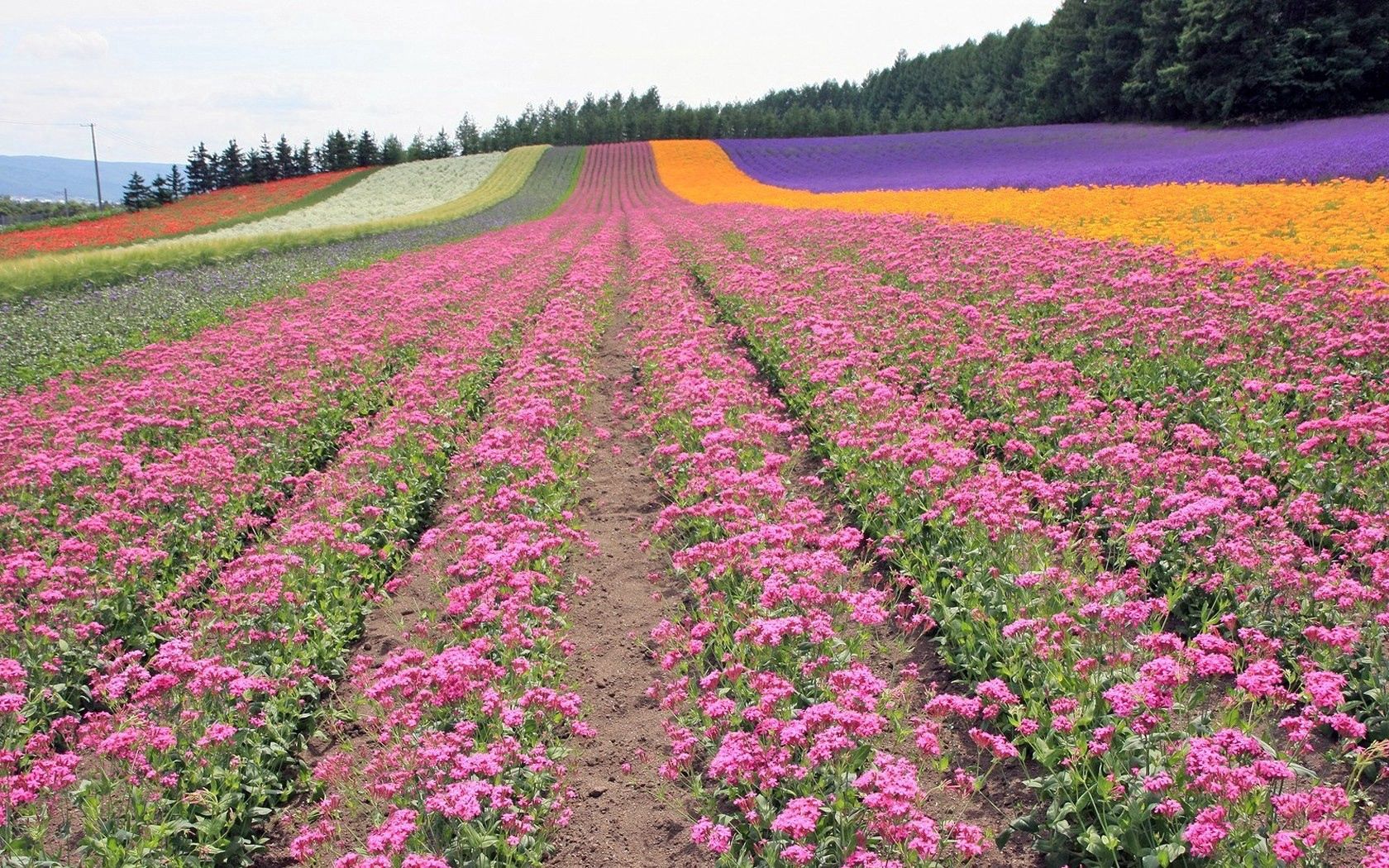 flowers, rows, trees, sky, field, landing