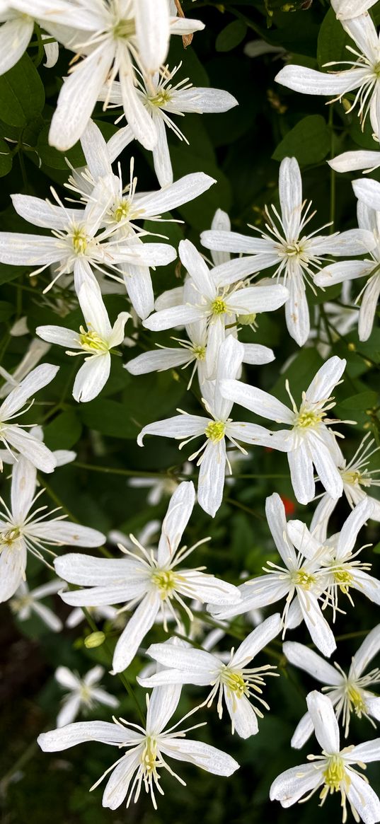 flowers, white, flower bed, nature