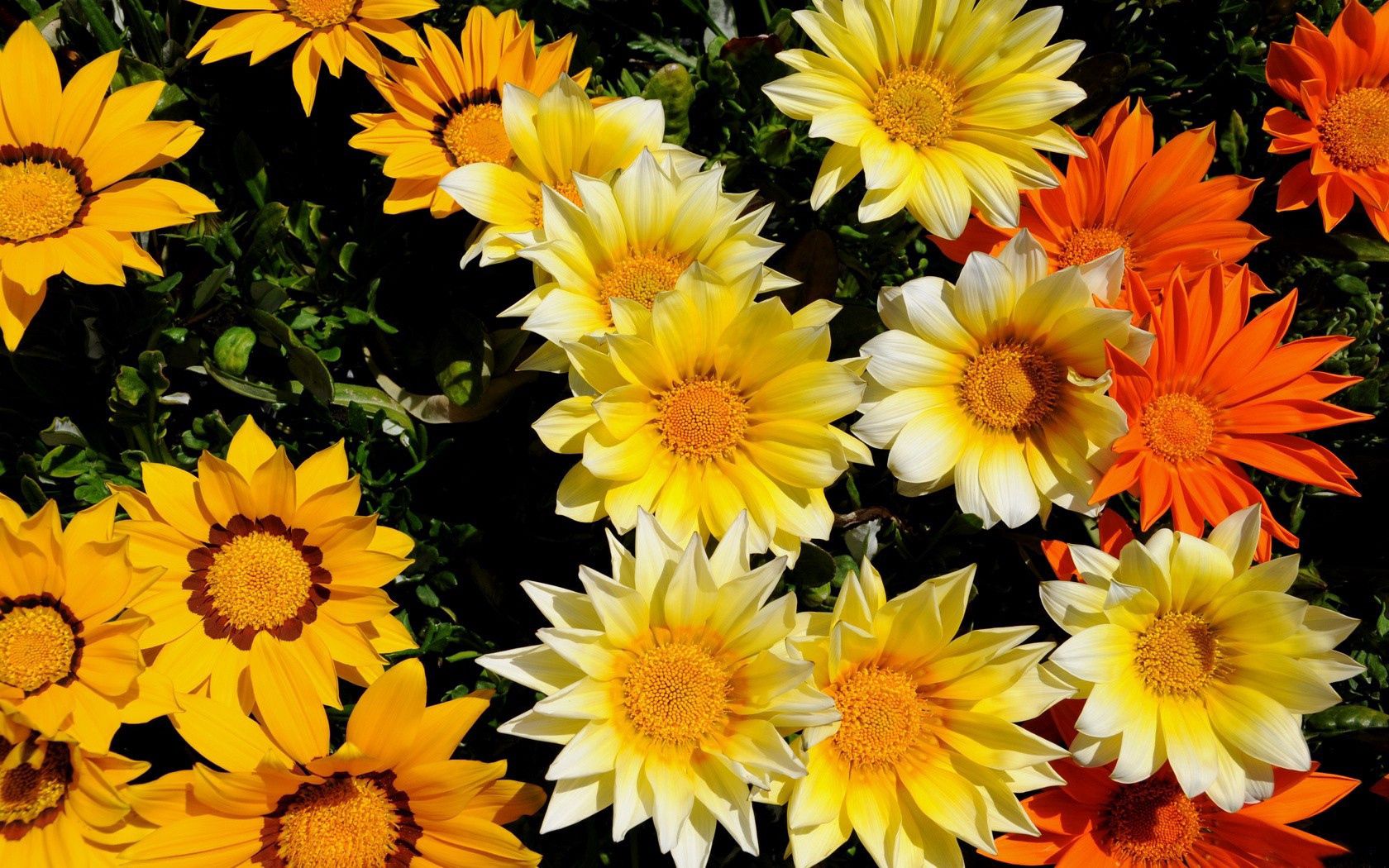 flowers, sun, greenery, flowerbed, bright