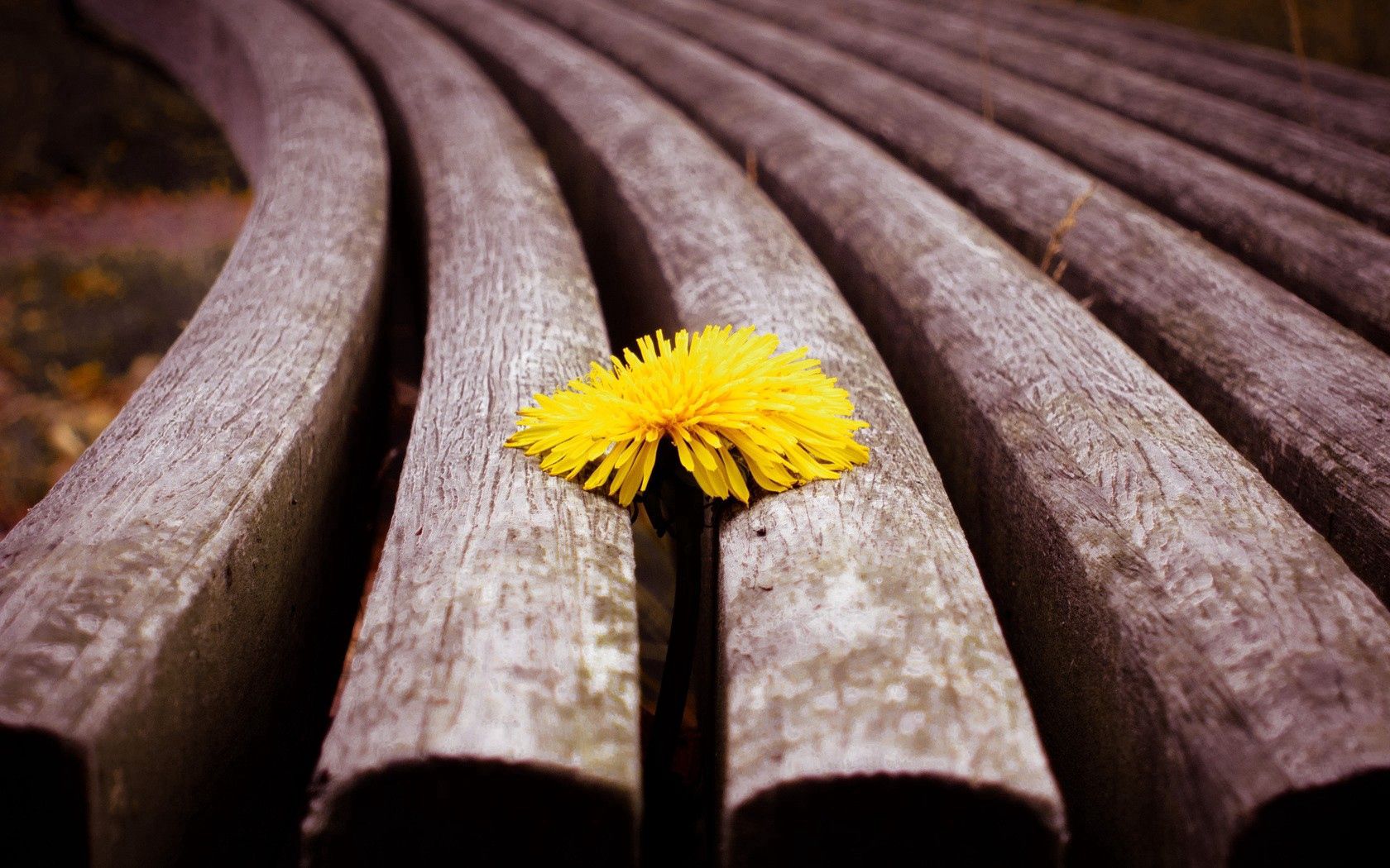 dandelion, flower, sprouted, bench, wood