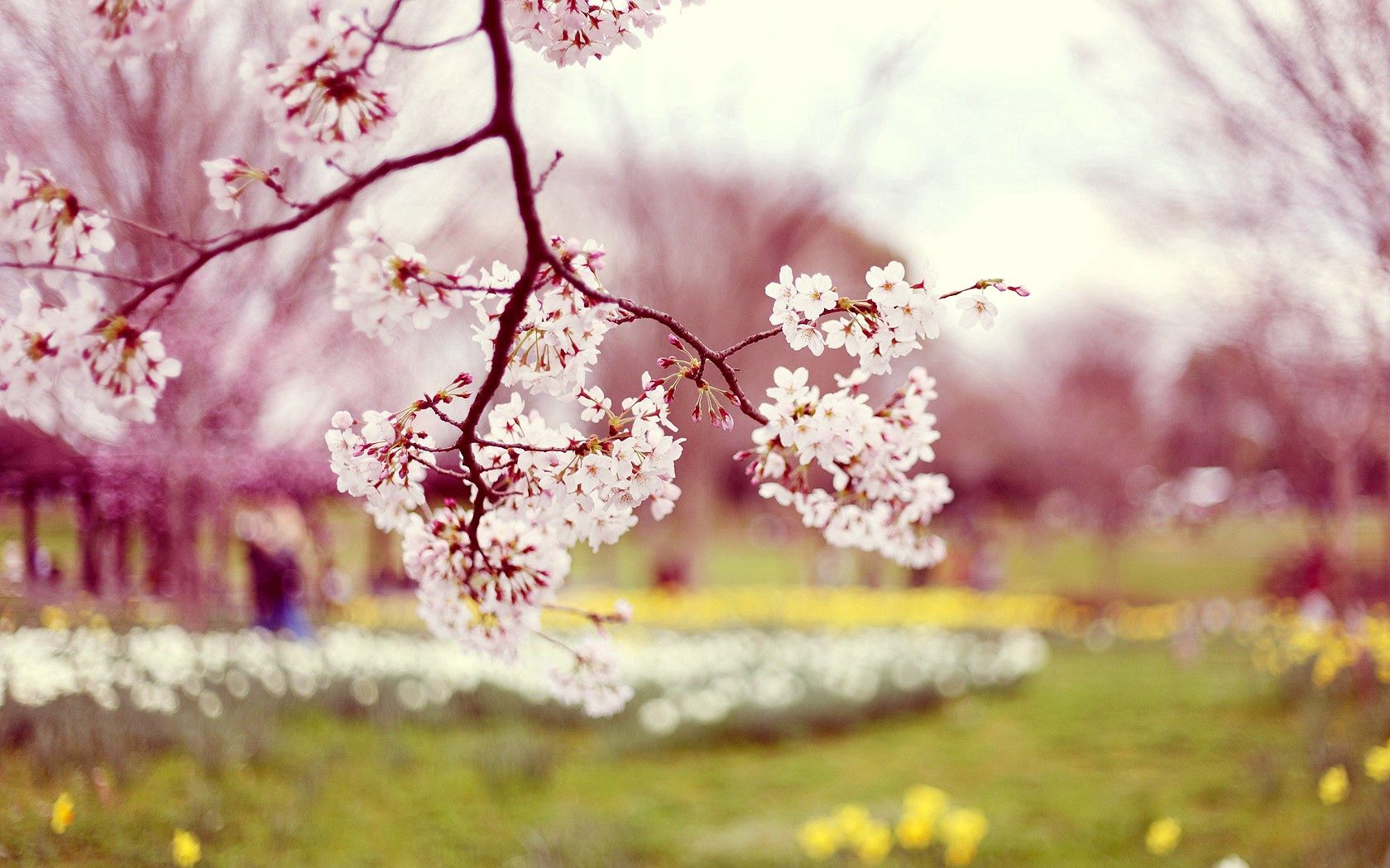 blossom, branch, spring, sharpen, blur