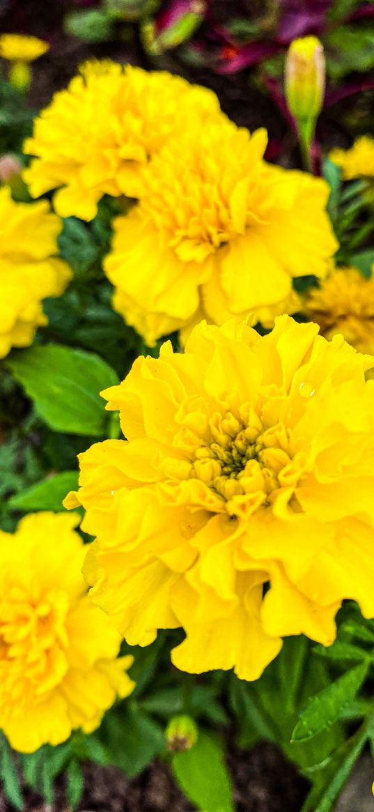 marigolds, flowers, yellow, plant, summer, nature