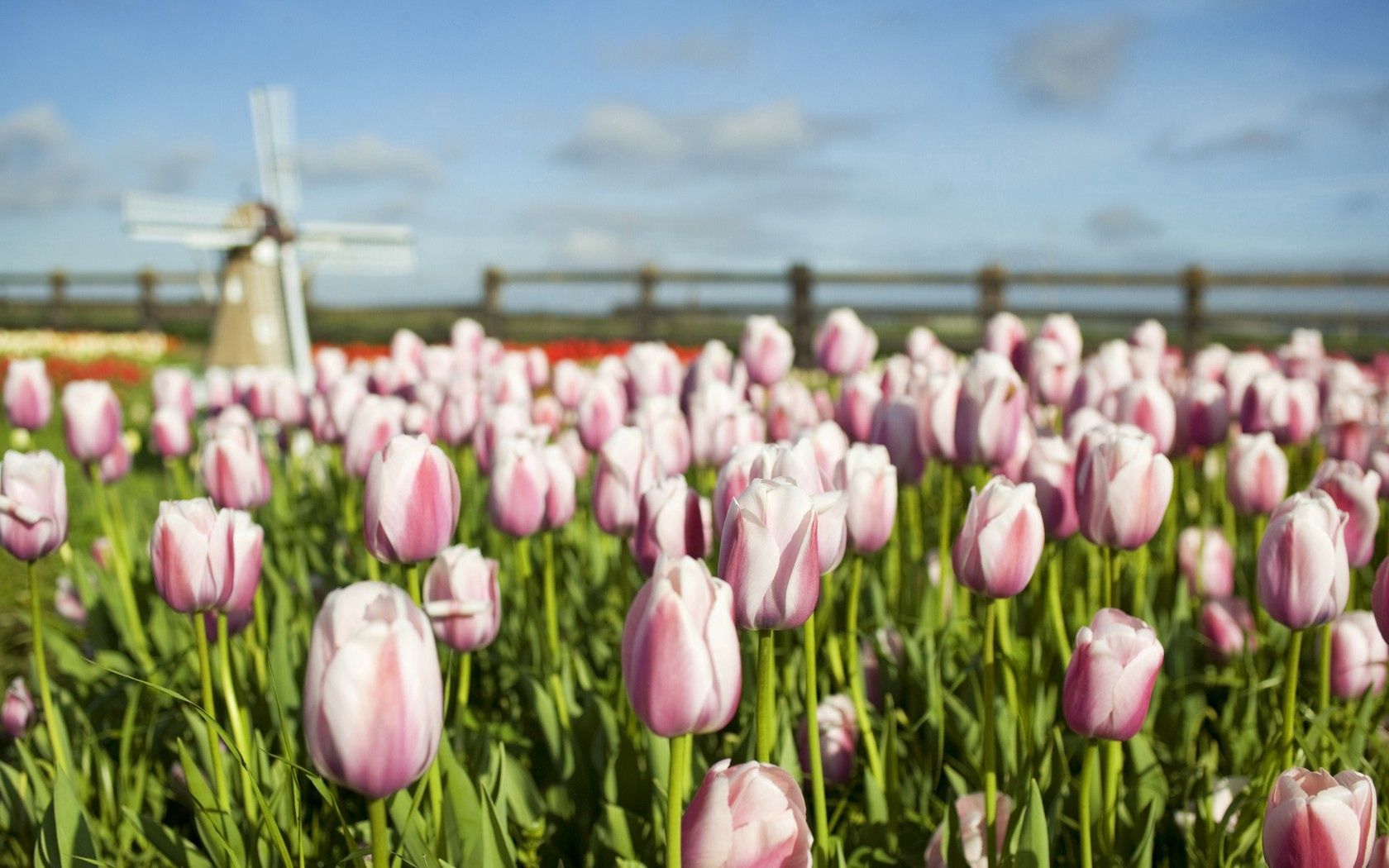 tulips, flowers, mill, field, fence, sky, verdure