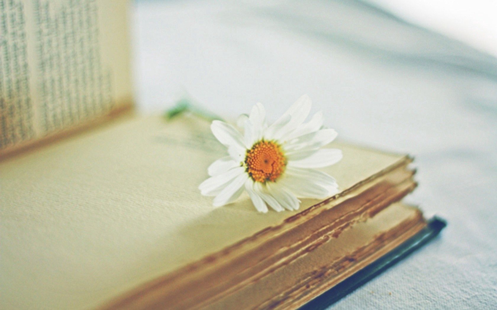 daisy, flower, book, page, blurring