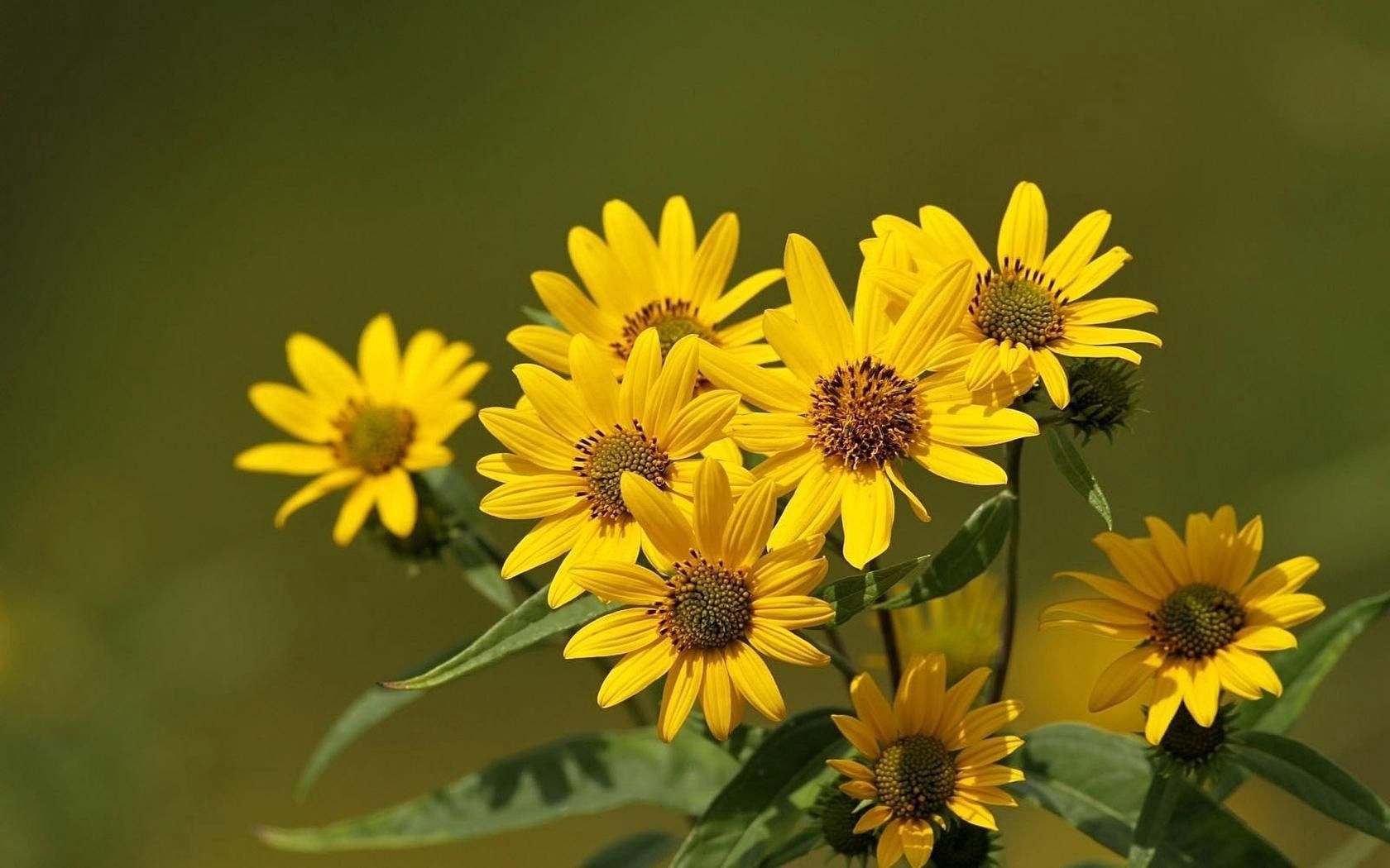 flowers, flower, yellow, stems, greenery, blurring