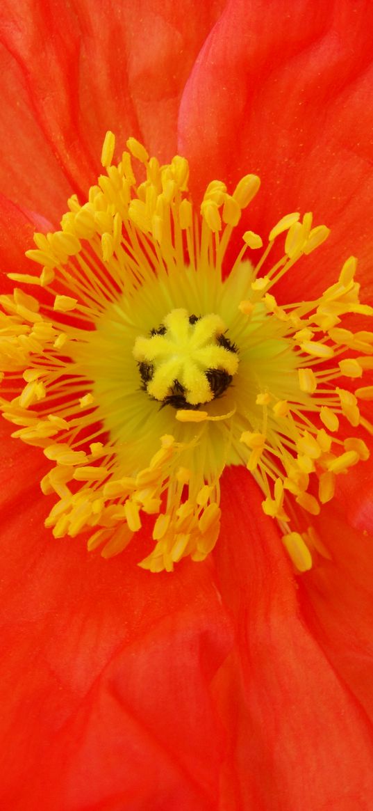 poppy, pollen, flower, macro, red