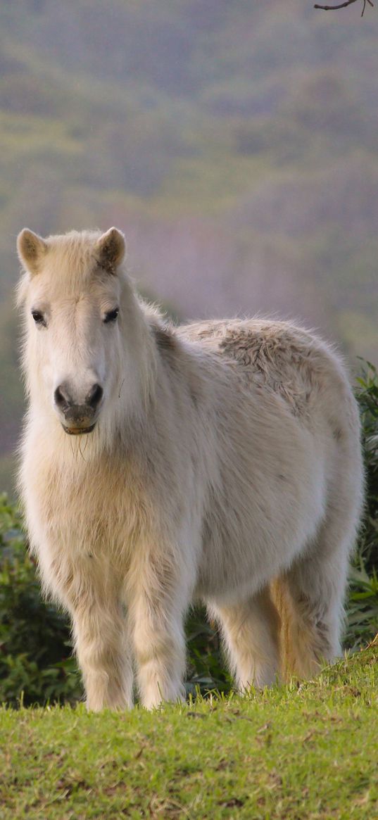 pony, horse, white, fluffy, animal