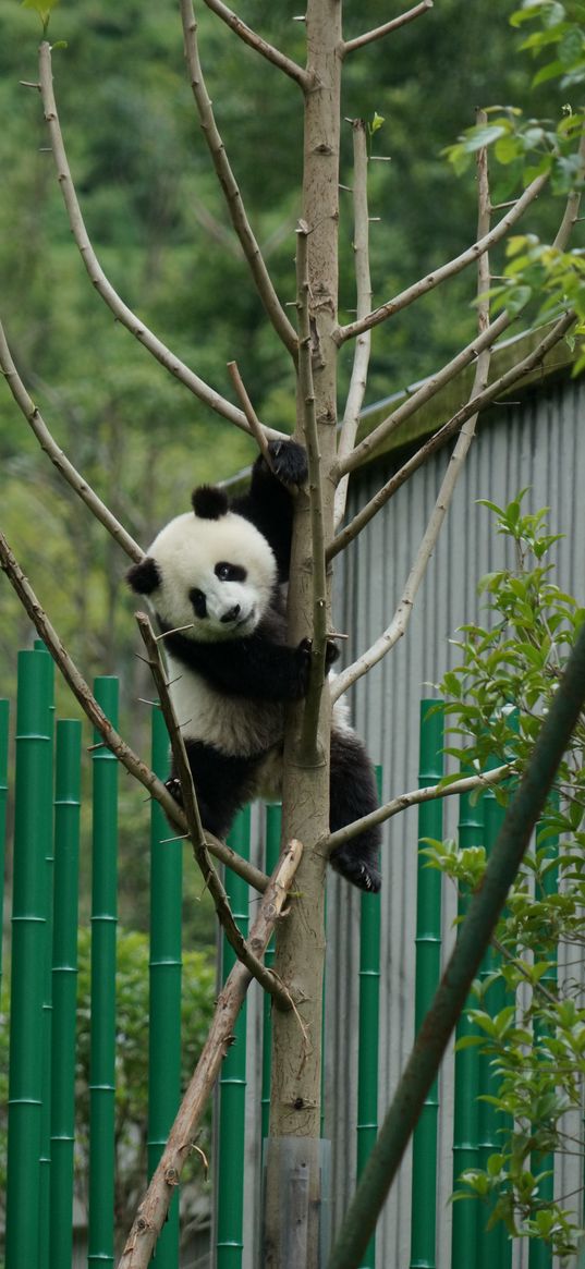 panda, pose, tree, bamboo, nature