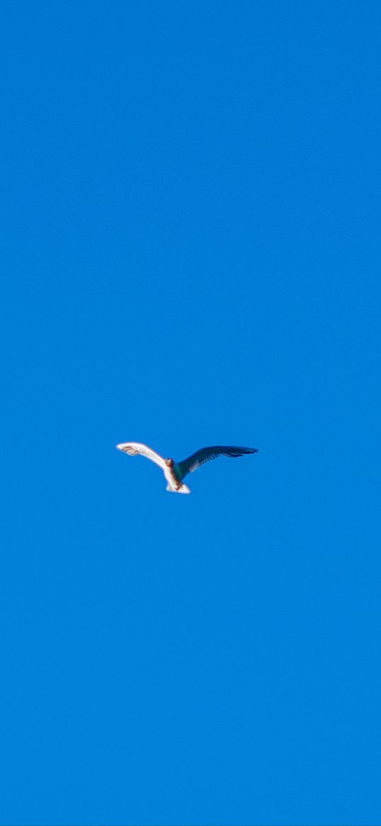 seagull, bird, blue sky, minimalism