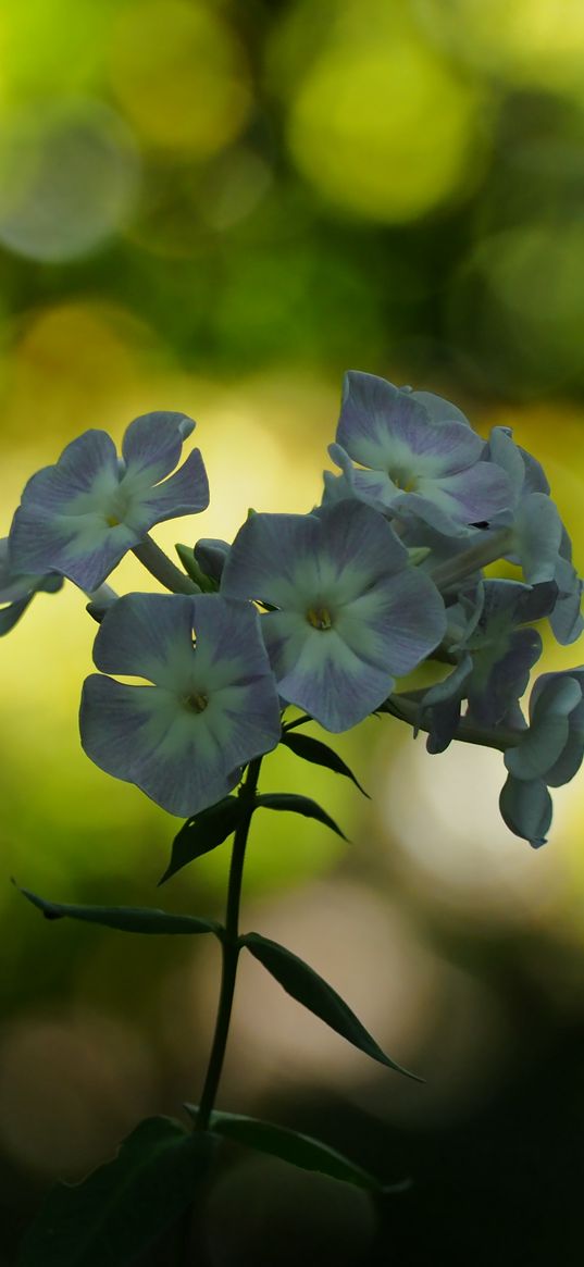 phlox, flowers, blur, bokeh