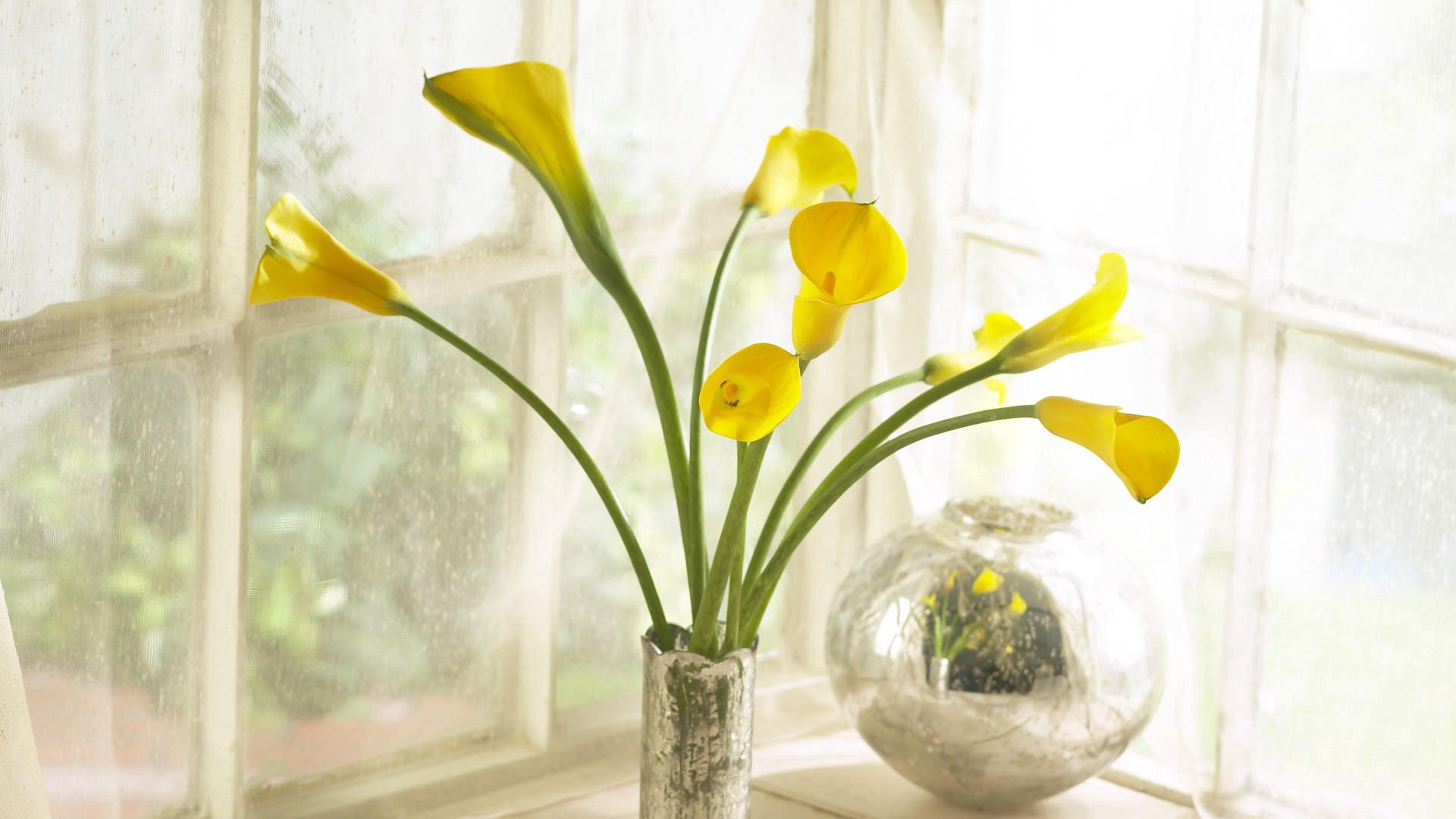 calla lilies, yellow, flowers, bouquet, vase, box