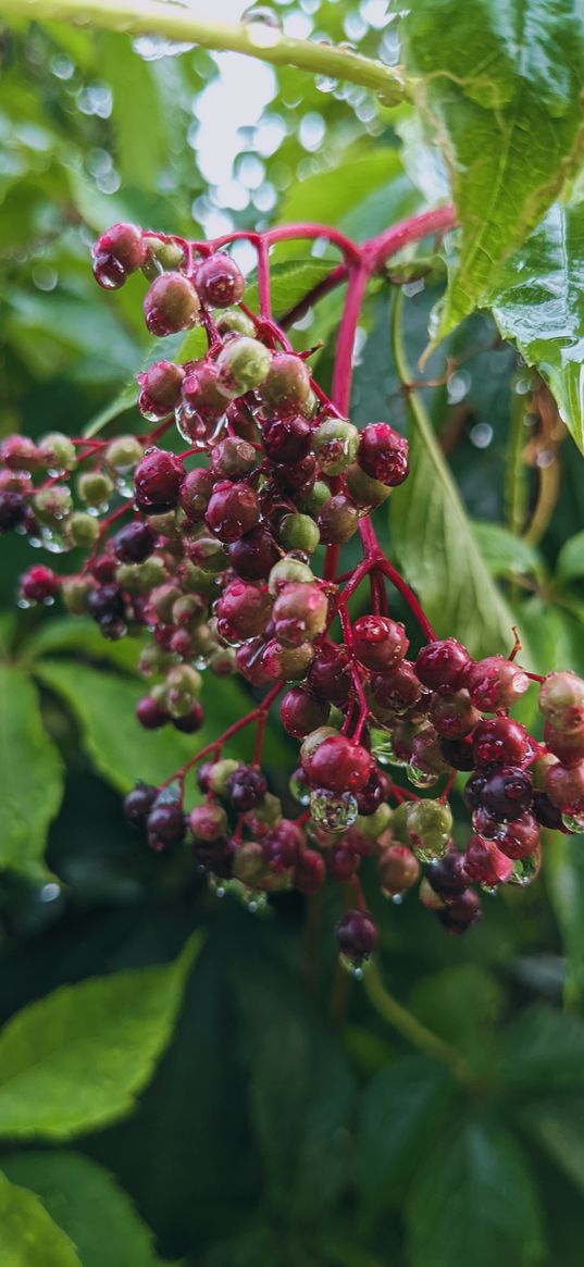 black currant, berries, branch, drops, nature