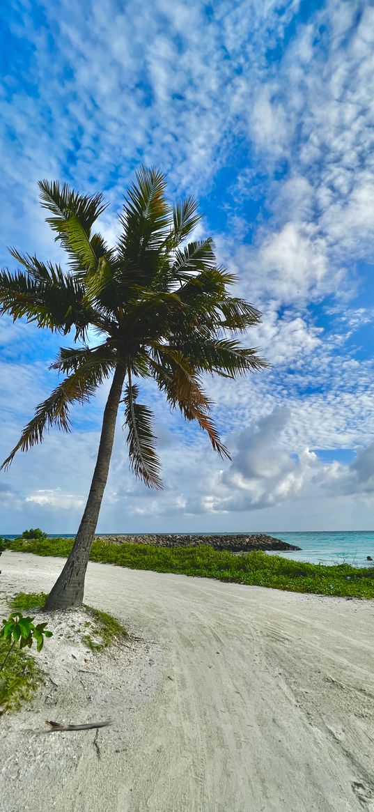 palm, tree, greenery, sand, ocean