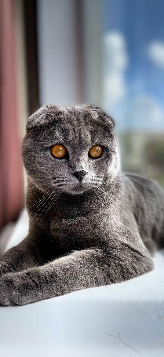 cat, animal, grey, scottish, window sill