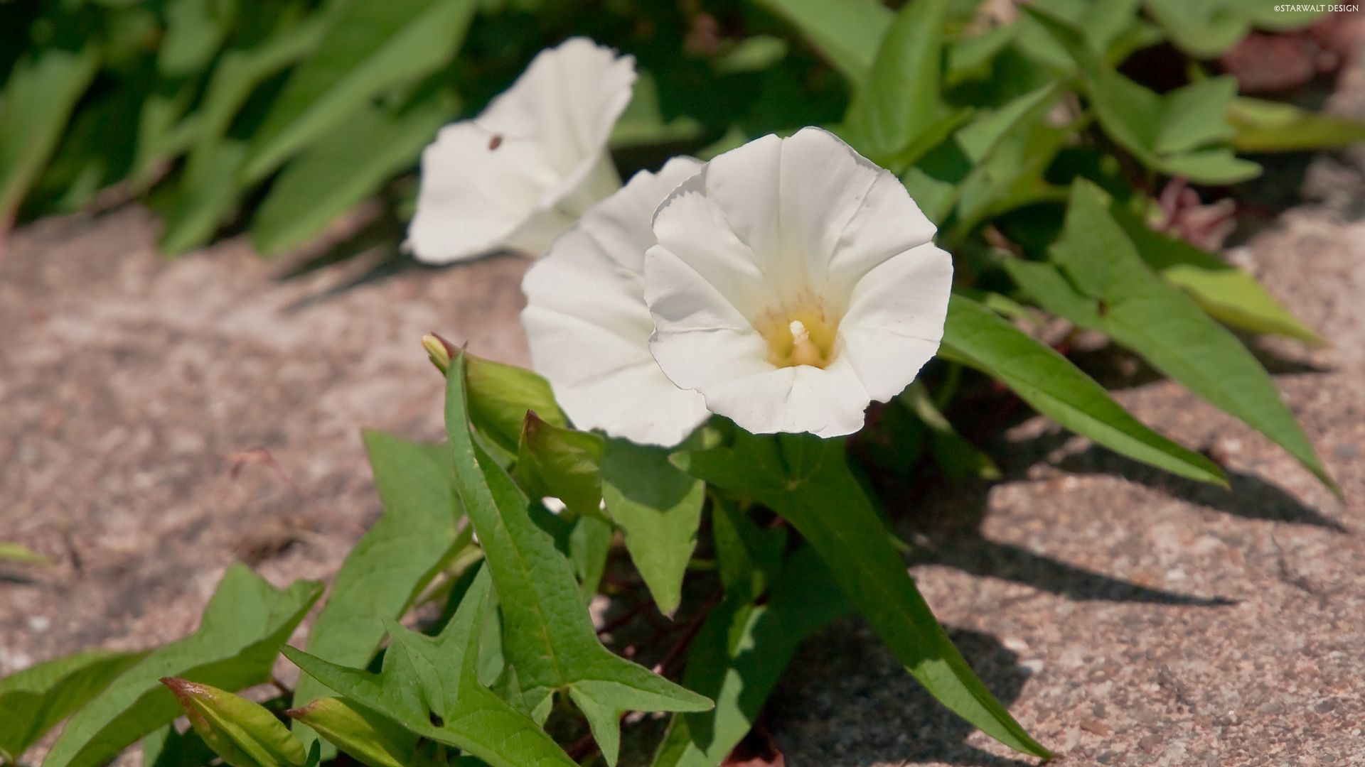 flowers, white, bindweed, green, asphalt