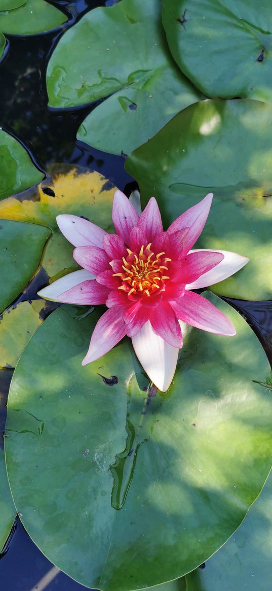 summer, flowers, water lily