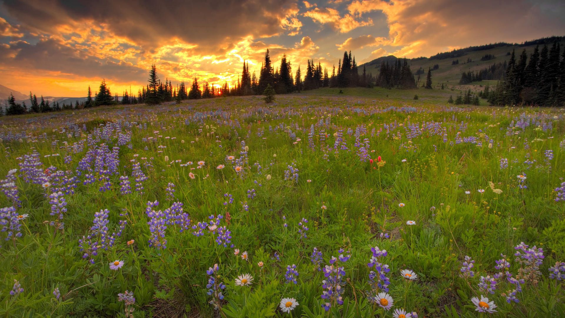 lupines, daisies, flowers, meadow, greens, trees, sky, skyline, clouds