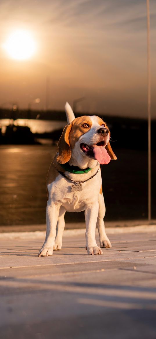 beagle, dog, pet, cute, sunset, animal