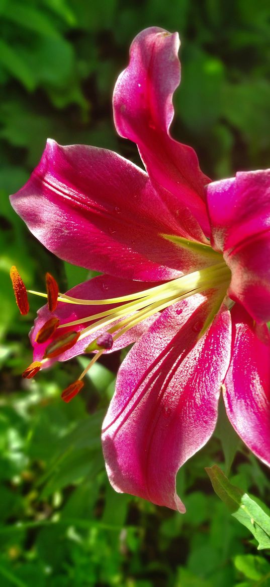 lily, flower, pink, plant, nature