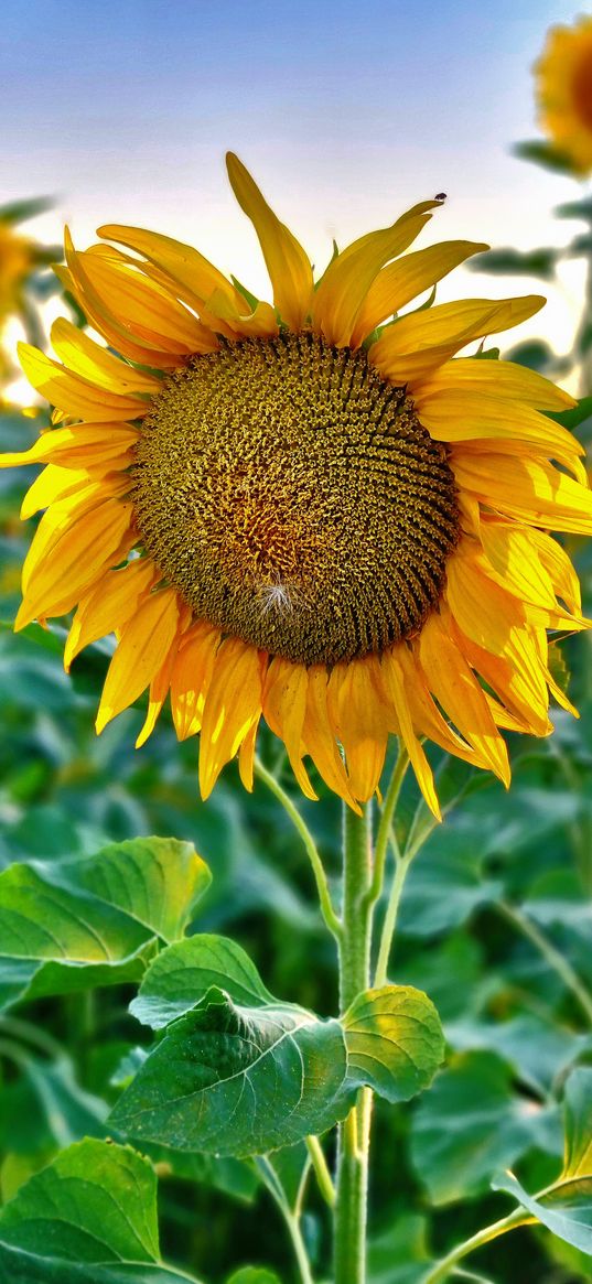 sunflower, flower, yellow, field, summer, sunset, nature