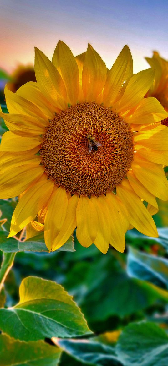 sunflower, bee, flower, yellow, field, summer, sunset, nature