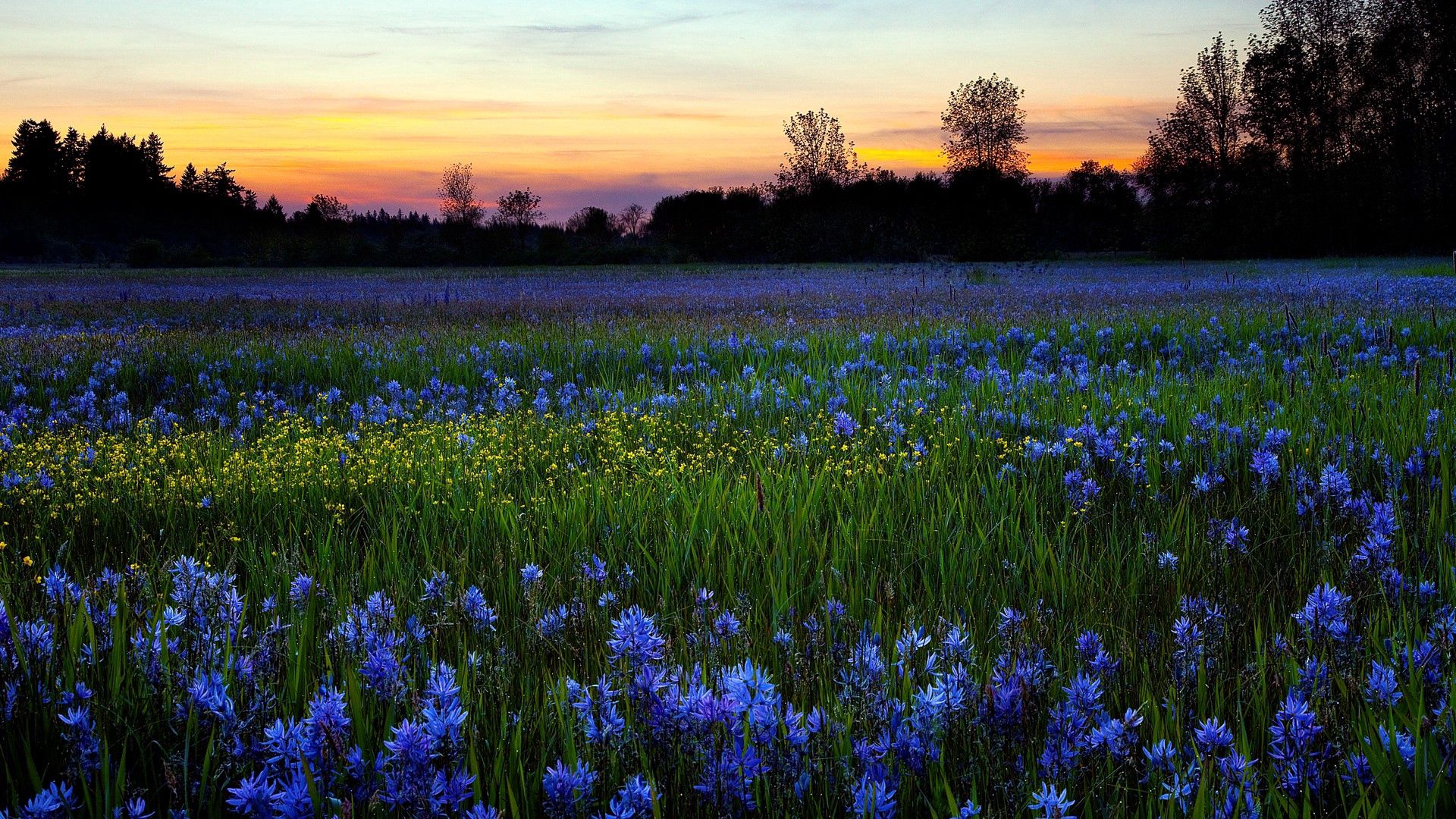 flowers, lawn, greenery, trees, sky, sunset, nature