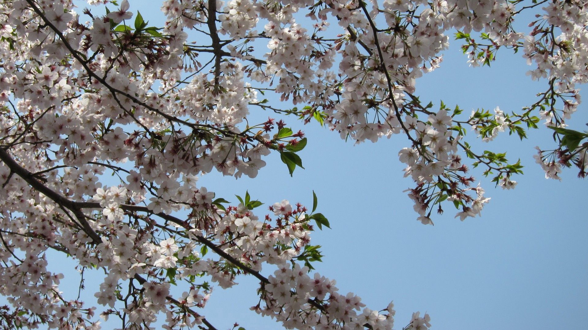 blossoms, twigs, spring, sky, foliage