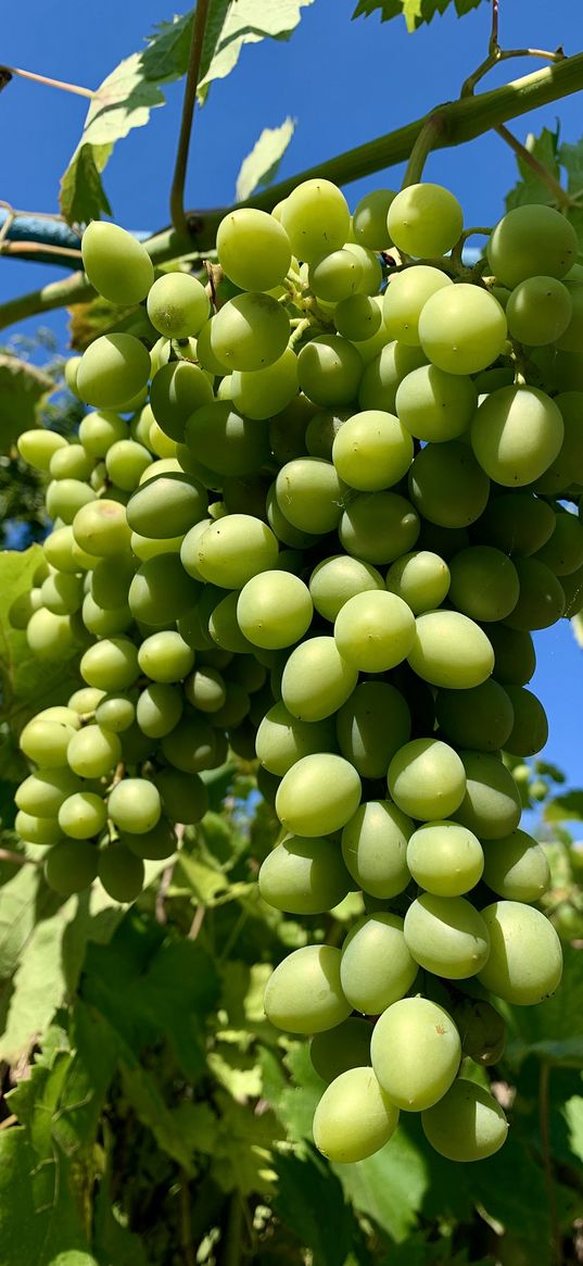 nature, grapes, green