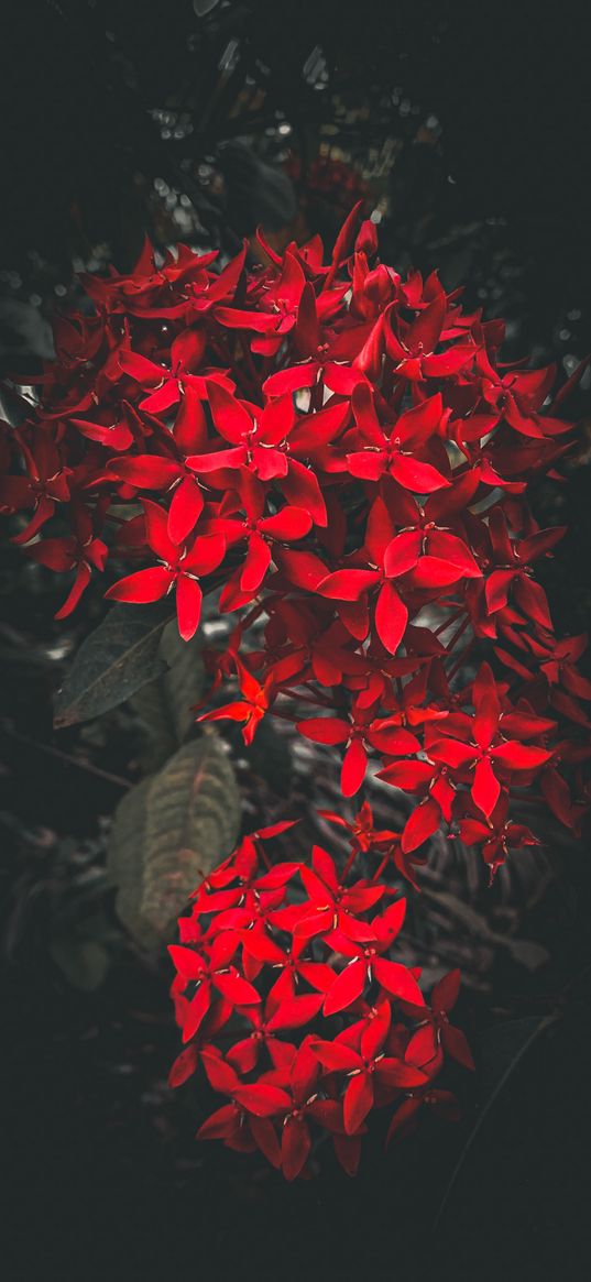 ixora, red, flower, leaves