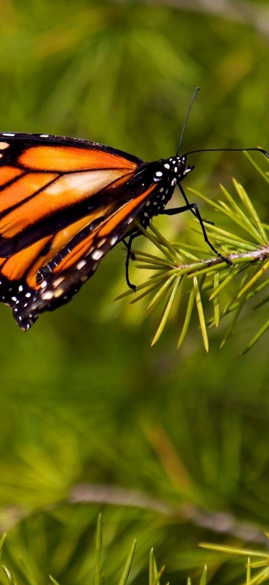 butterfly, branch, flying, wings, patterns