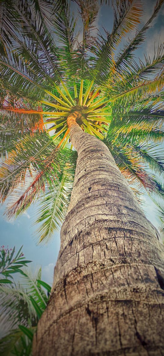 palm tree, green, coconut tree, tree, nature