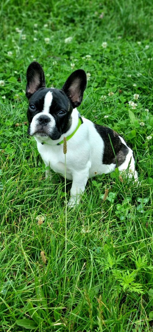 french bulldog, dog, animal, black, white, grass