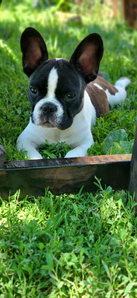 french bulldog, dog, animal, black, white, grass, board