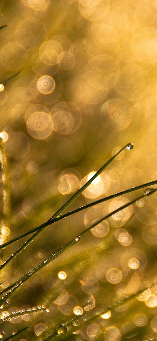 grass, drops, patches, circles