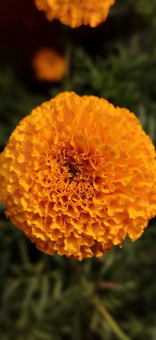 marigolds, flowers, orange