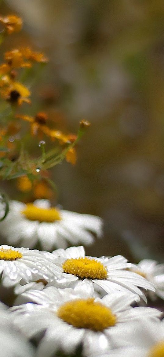 chamomile, field, grass, drop