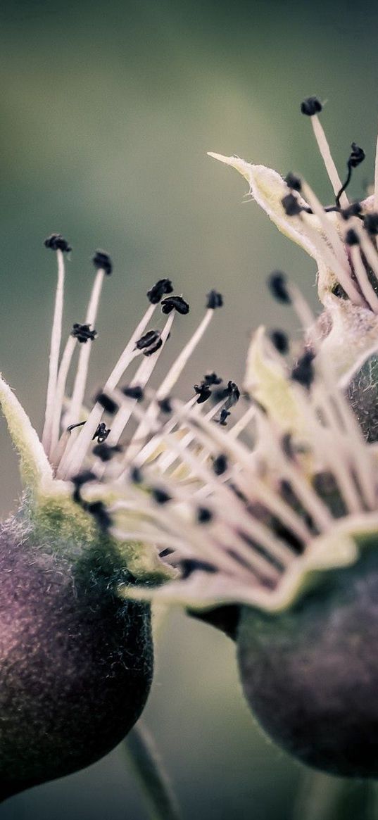 flowers, buds, thorns, stems