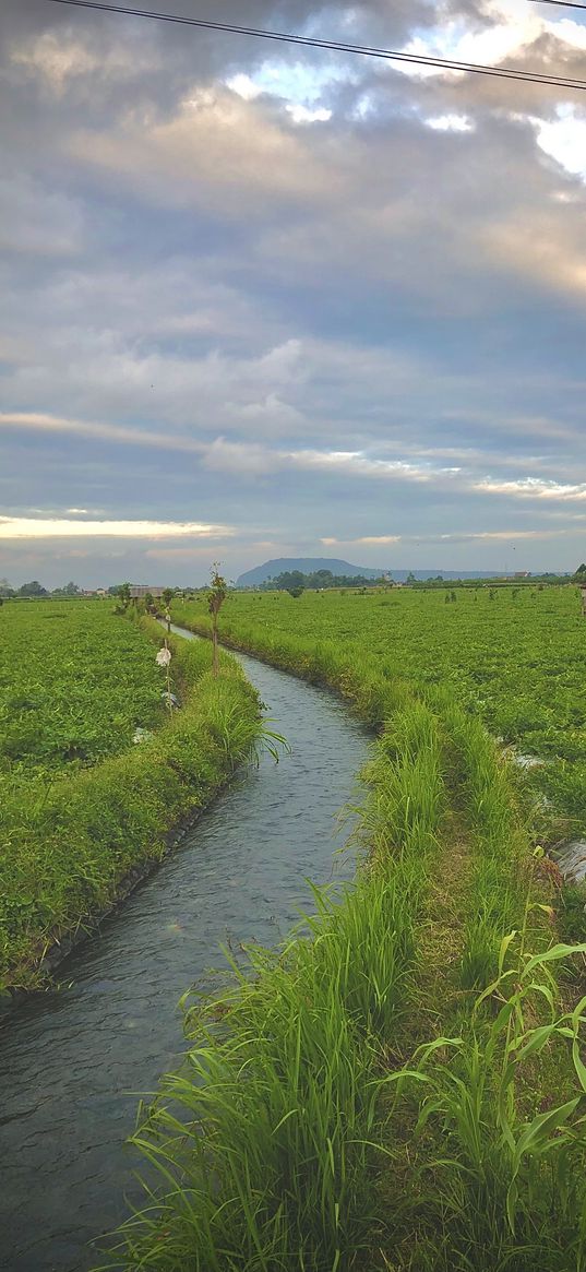 path, grass, nature, bali