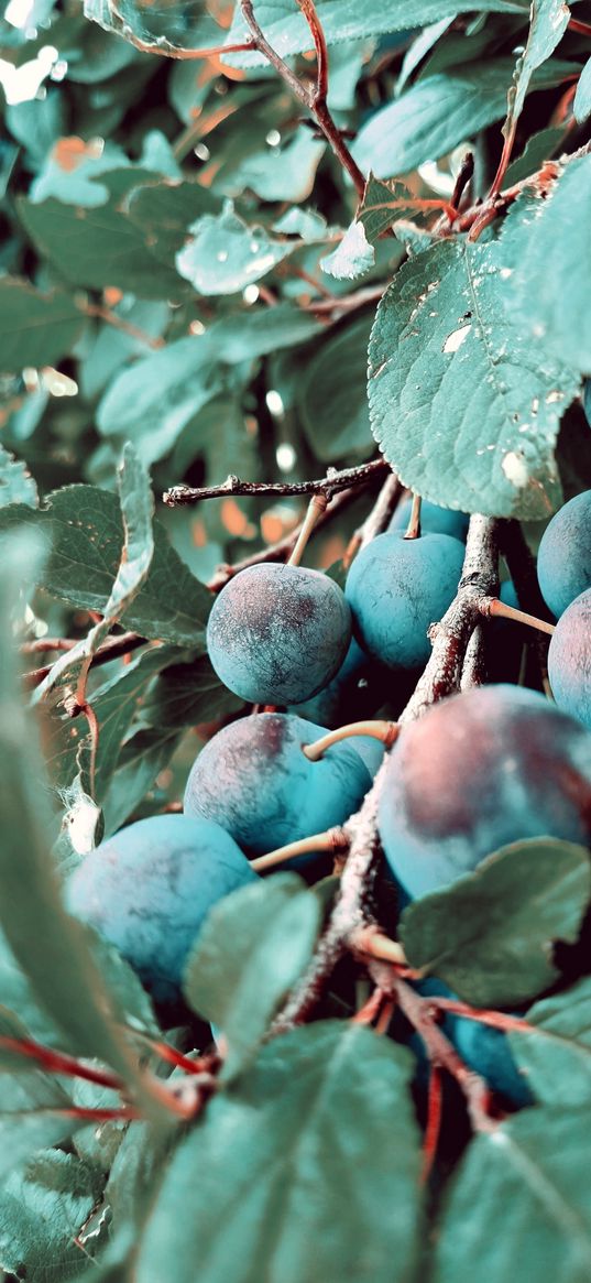 nature, plum, fruits, summer