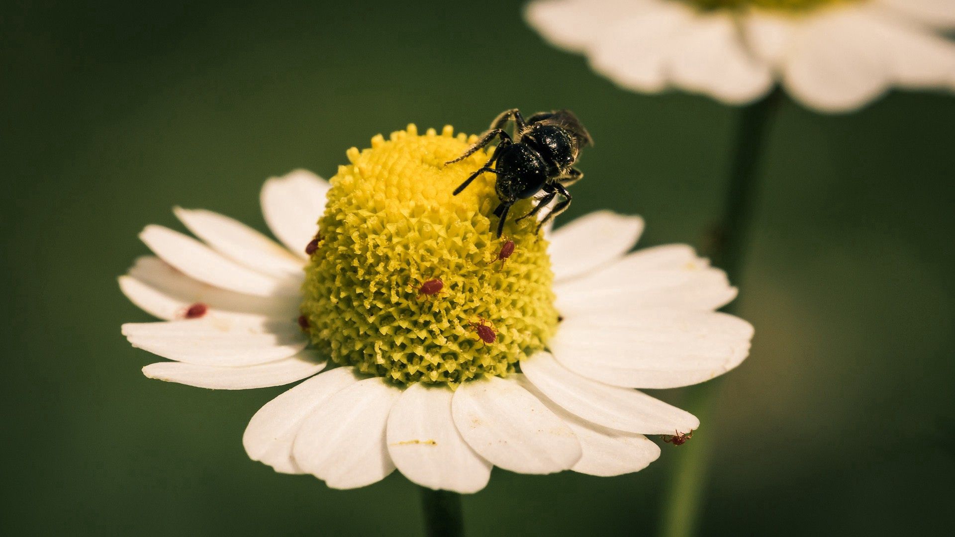 flower, bee, pollination, daisy