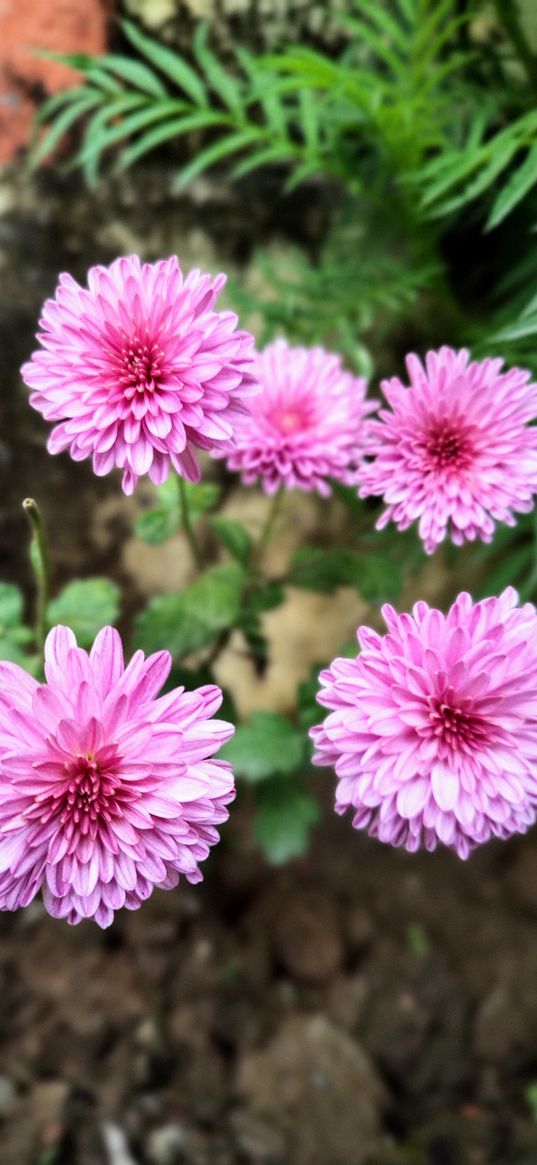 chrysanthemum, flower, nature