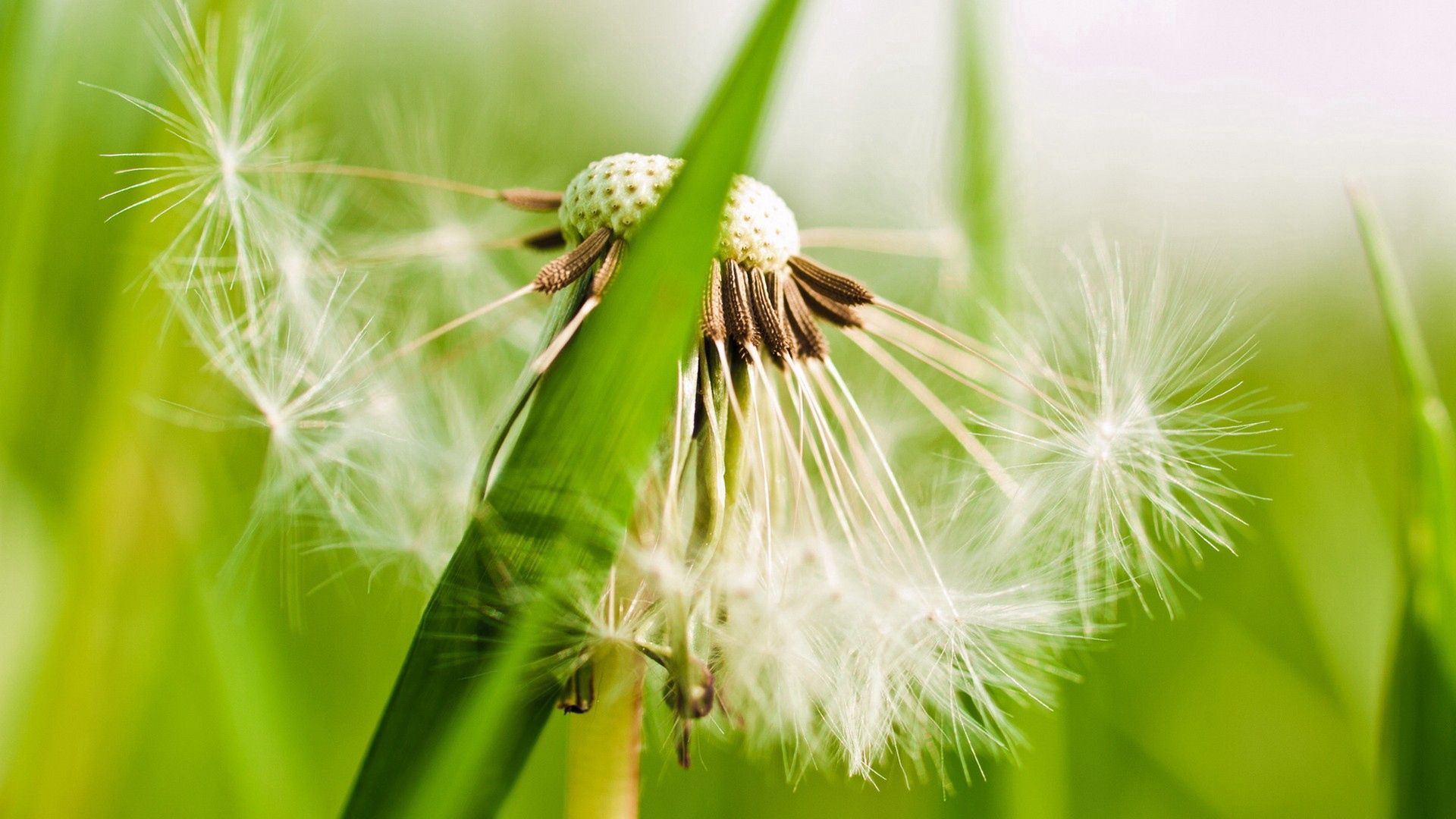 dandelion, fluff, grass, plant