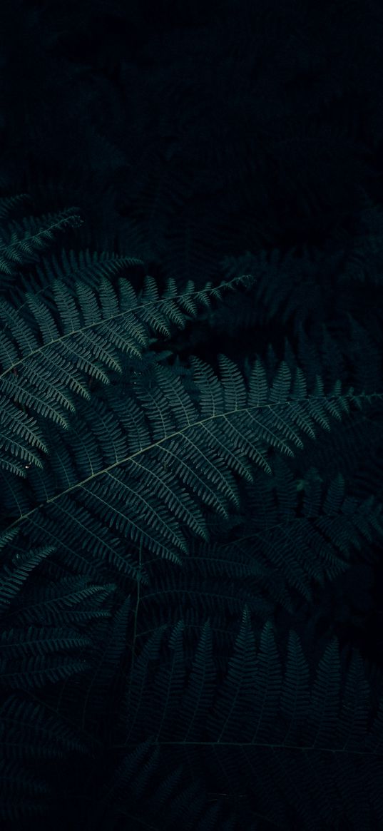 fern, leaves, forest, dark