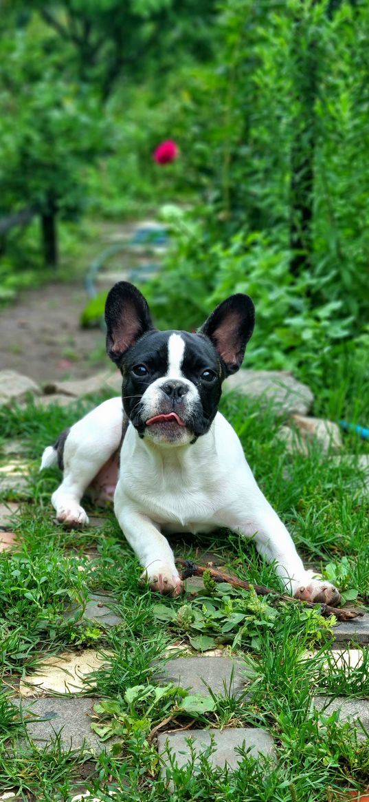 french bulldog, dog, animal, black, white, grass, nature