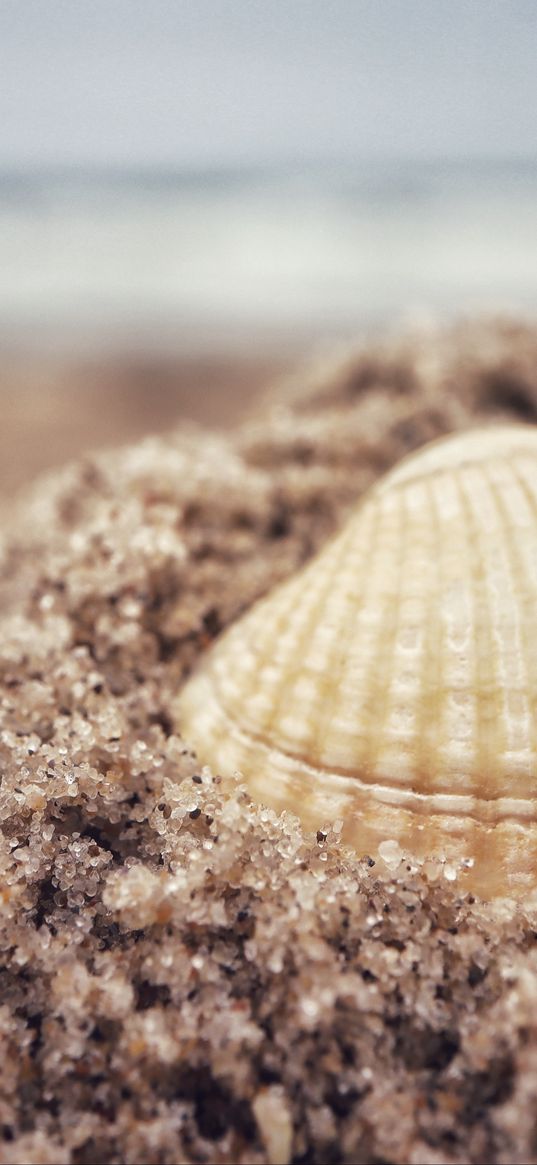 shell, sand, beach, macro, granules