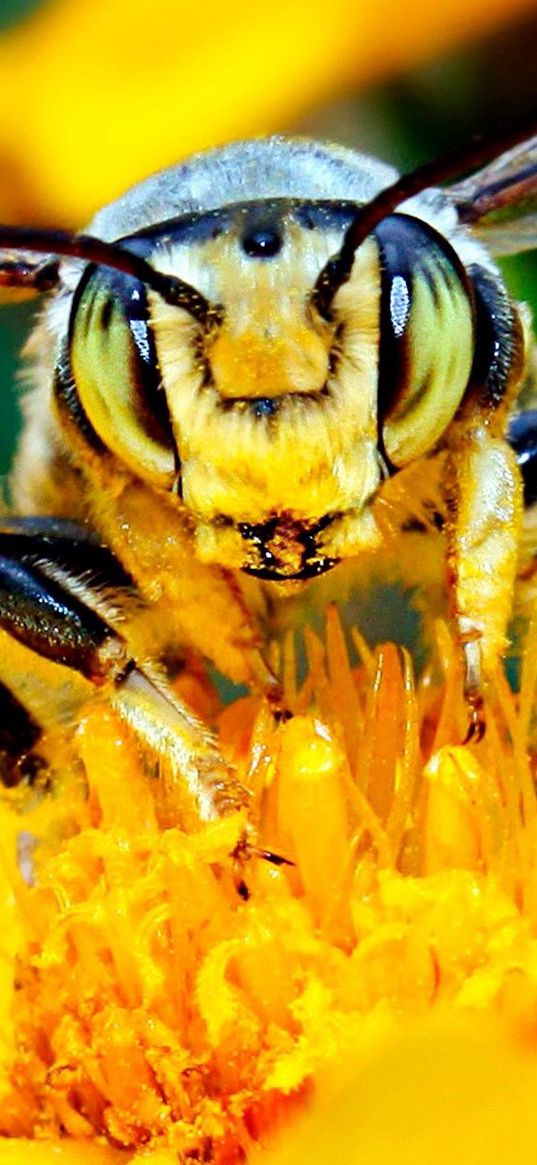 bee, mustache, flower, insect, light