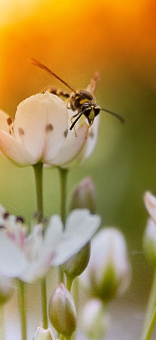 flowers, insects, fly, light, sun